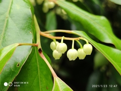 Elaeocarpus mastersii