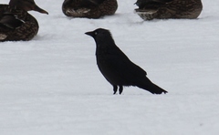 Corvus monedula