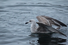 Larus argentatus