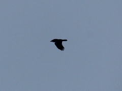 Corvus corax