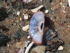 Amblychilepas nigrita