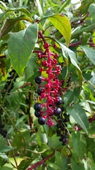 Phytolacca americana