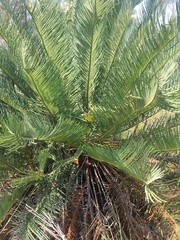 Cycas ophiolitica