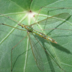 Leptotarsus holochlorus