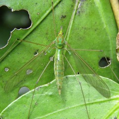 Leptotarsus holochlorus