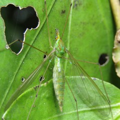 Leptotarsus holochlorus