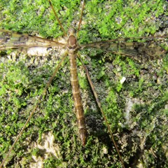 Austrolimnophila argus