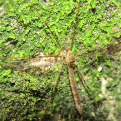Austrolimnophila argus