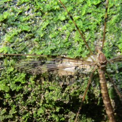 Austrolimnophila argus