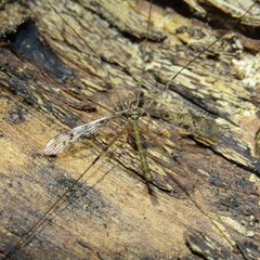 Austrolimnophila argus