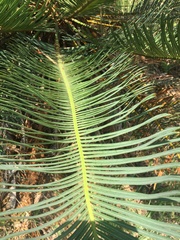 Cycas ophiolitica