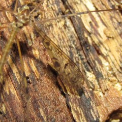 Austrolimnophila argus