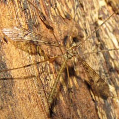 Austrolimnophila argus