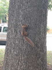 Sciurus carolinensis
