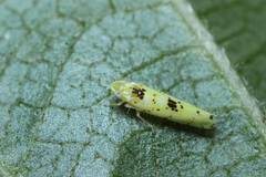 Limassolla multipunctata