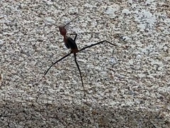 Leptomyrmex rufithorax