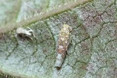 Tautoneura polymitusa