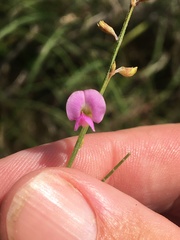 Tephrosia juncea