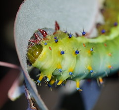 Opodiphthera eucalypti