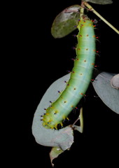 Opodiphthera eucalypti