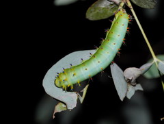Opodiphthera eucalypti