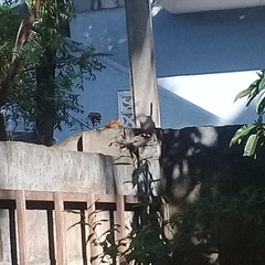Acridotheres tristis melanosternus