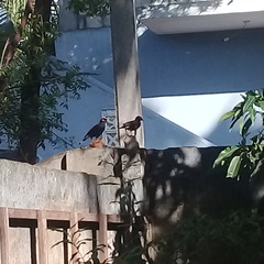 Acridotheres tristis melanosternus