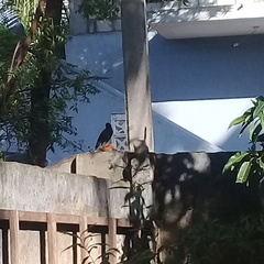 Acridotheres tristis melanosternus