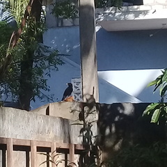Acridotheres tristis melanosternus