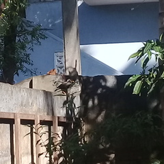 Acridotheres tristis melanosternus