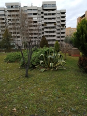 Agave americana