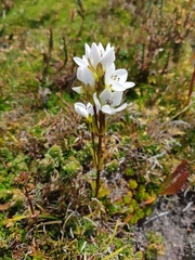 Gentianella diemensis
