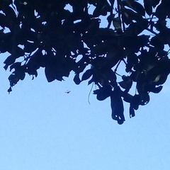 Gasteracantha geminata