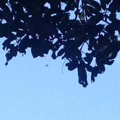 Gasteracantha geminata