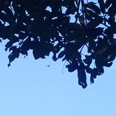 Gasteracantha geminata