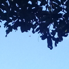 Gasteracantha geminata