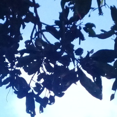 Gasteracantha geminata