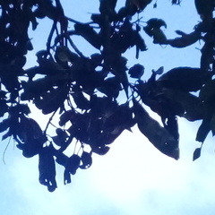 Gasteracantha geminata