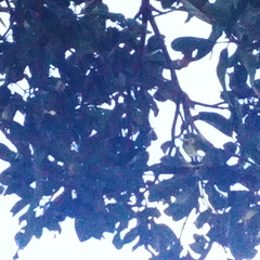 Gasteracantha geminata