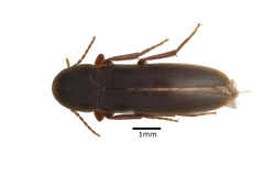Phloiotrya tenuis
