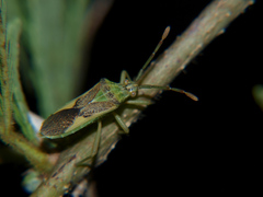Ceratopachys nigricornis