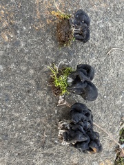 Helvella dryophila