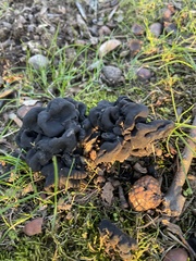 Helvella dryophila