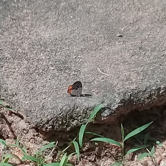Talicada nyseus nyseus