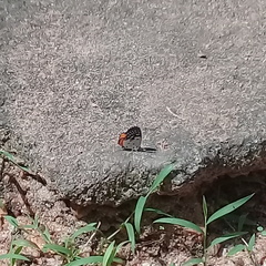 Talicada nyseus nyseus
