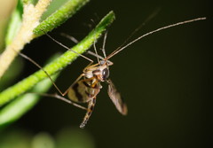 Macrocera decorosa