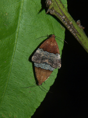 Ozarba hemiochra