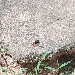 Talicada nyseus nyseus