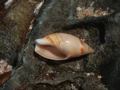 Amalda marginata