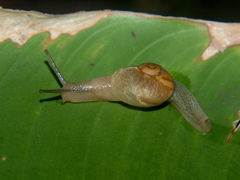 Sheldonia